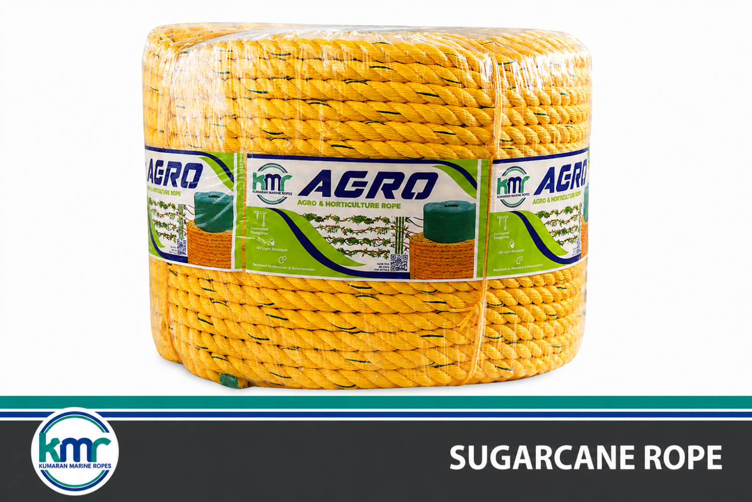 Sugarcane
